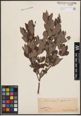 Foto von Salix cinerea L.